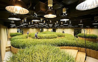 subterranean farming japan