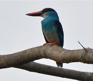 Blue-Breasted Kingfisher