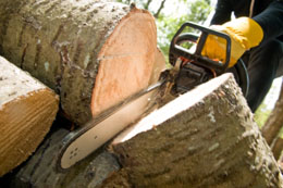 Comment abattre un arbre