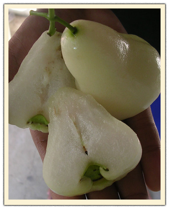 Bibit Buah Jambu Air Toon Klow Gallery Tabulampot Top