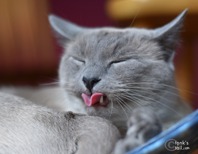 Maxwell sticking his tongue out #kittyraspberry #doingitright #siamese 