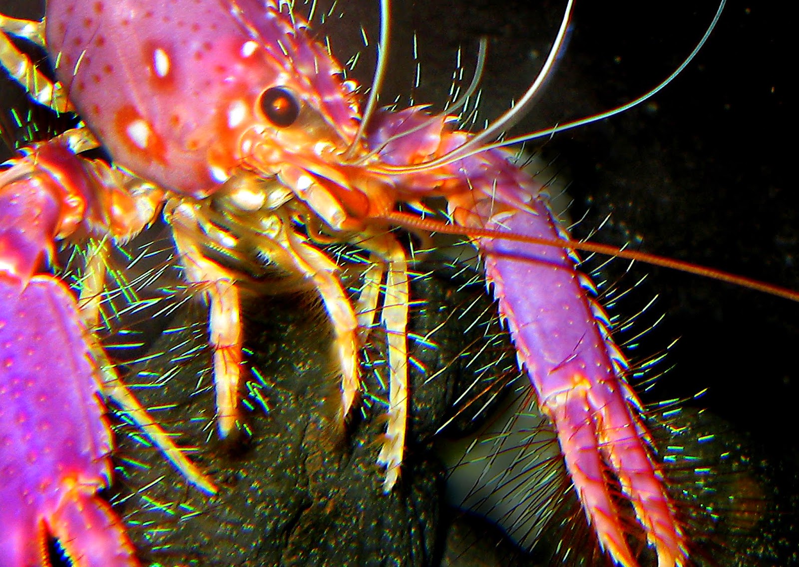 Hawaiian Lobster by Vic DeLeon Hawaiian Lobster by Vic DeLeon