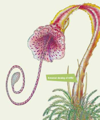 "Booletriff". Licensed under Fair use via Wikipedia - https://en.wikipedia.org/wiki/File:Booletriff.jpg#/media/File:Booletriff.jpg