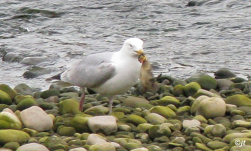 Simply Superb Swans: Predators 47 Ducks 0