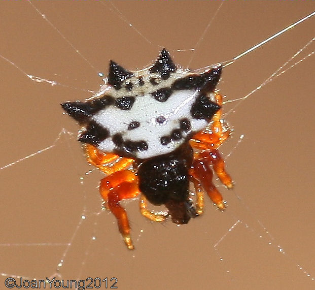 South African Photographs Kite spiders