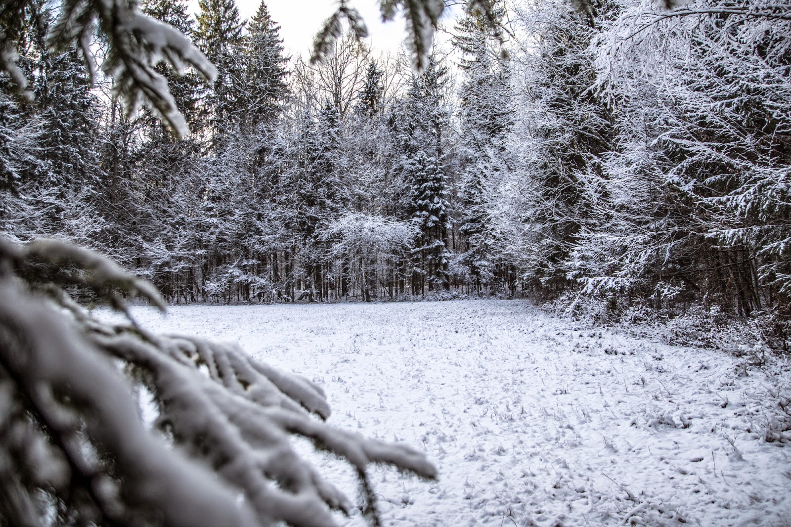 Gwiazdka w Puszczy - Ania w Podróży
