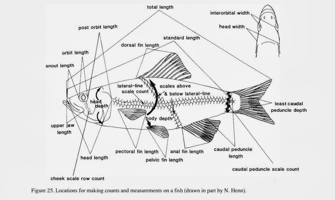 JCU Aquatic Resources Catch of the Day The Fish Families of Ohio