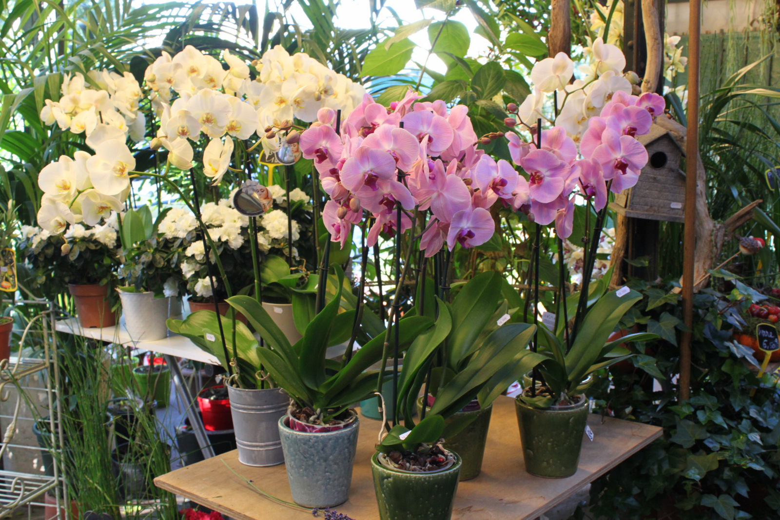 Ile de la Cité - Marché aux fleurs - Paris