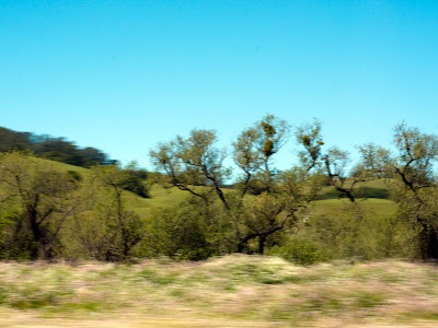 wallpapers: Blurry Trees