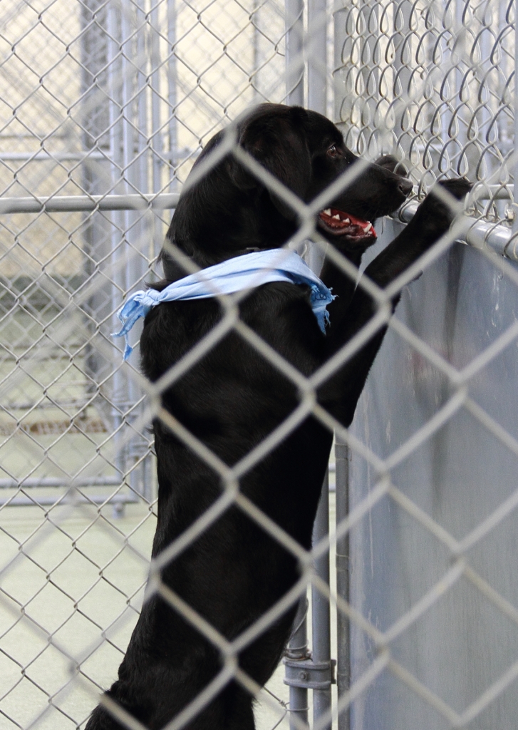 In and Around Northern Kentucky 2.0 Kenton County Animal Shelter Fair