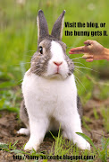 Bunny Rabbit bunny 