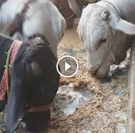Shah+Cattle+Farm+Cow shah cattle farm 2014, shah cattle farm 2014 video, shah cattle farm ...