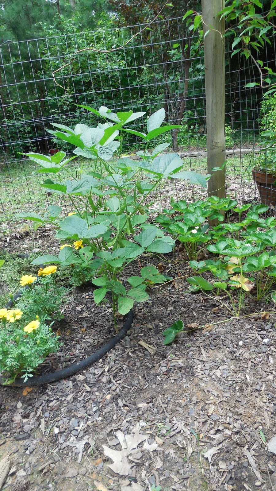 Garden Vegetables in Virginia