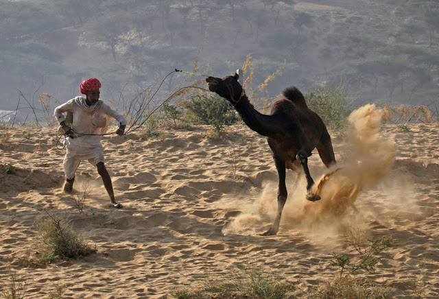 الهند: إحتفالات بوشكار لعام 2012 Pushkar+Camel+%2813%29