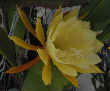 Amarela - Cactus Orquidea Epiphyllum