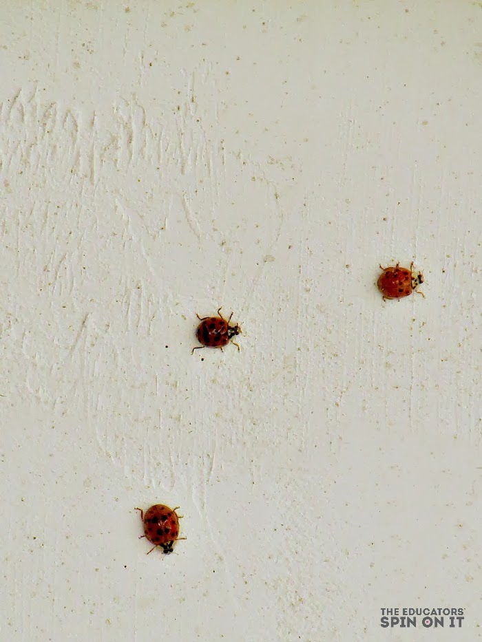 Ladybug Science With Kids The Educators Spin On It