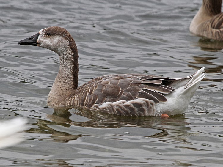 Bird Hybrids Swan Goose x Snow Goose