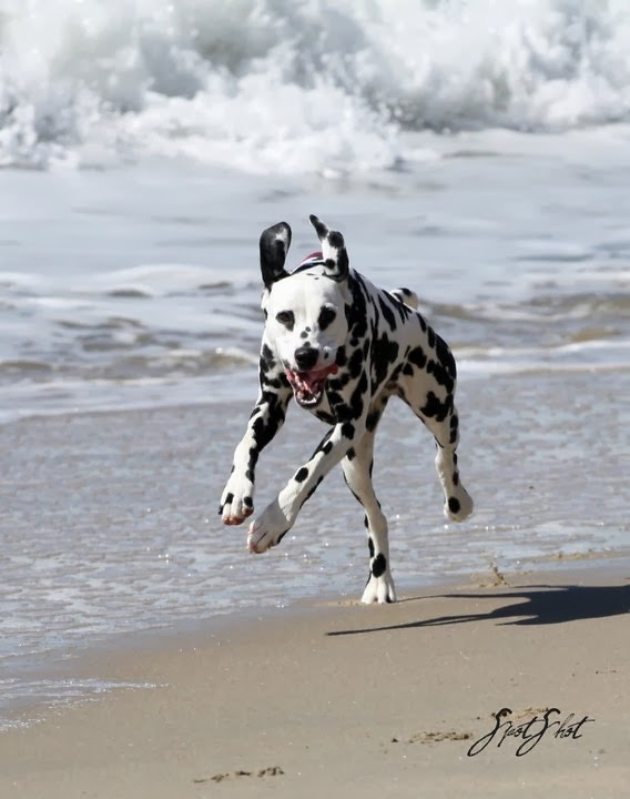 The Average Dog Can Run How Fast Mph The Average Dog Can Run How Fast Mph