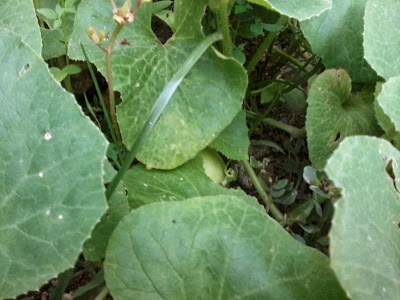 Struktur daun pokok tembikai susu