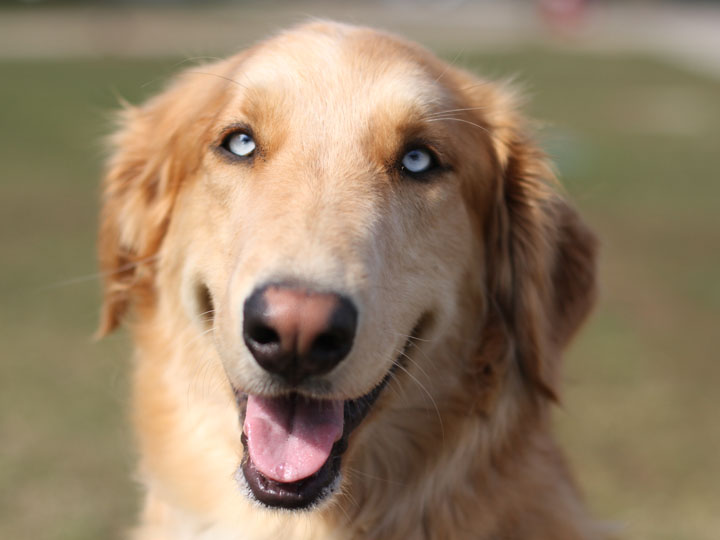 alaskan husky and golden retriever mix for sale alaskan husky golden retriever mix breeds picture alaskan husky and golden retriever mix for sale alaskan husky golden retriever mix breeds picture