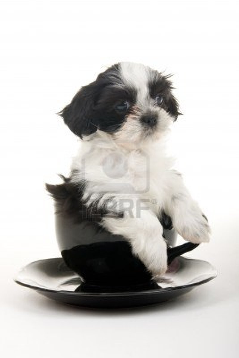 black and white shih tzu puppy multi shitzu puppies images frompo 1 black and white shih tzu puppy multi shitzu puppies images frompo 1