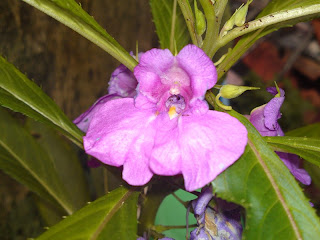 purple flower, love purple