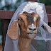 Kambing pom kahwin