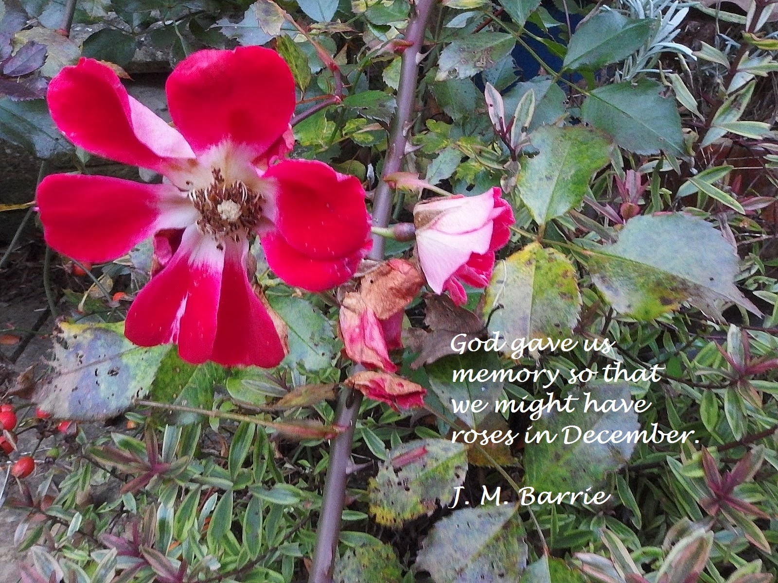 GBMD Roses in December