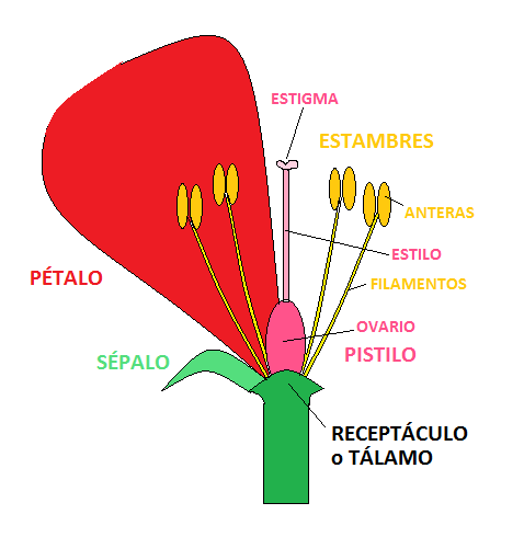 ESTAMBRE PISTILO LAS FLOR estambre pistilo las flor: