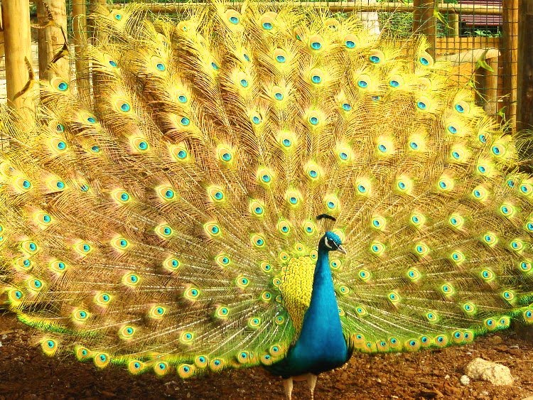 Aves Domésticas: PAVÃO