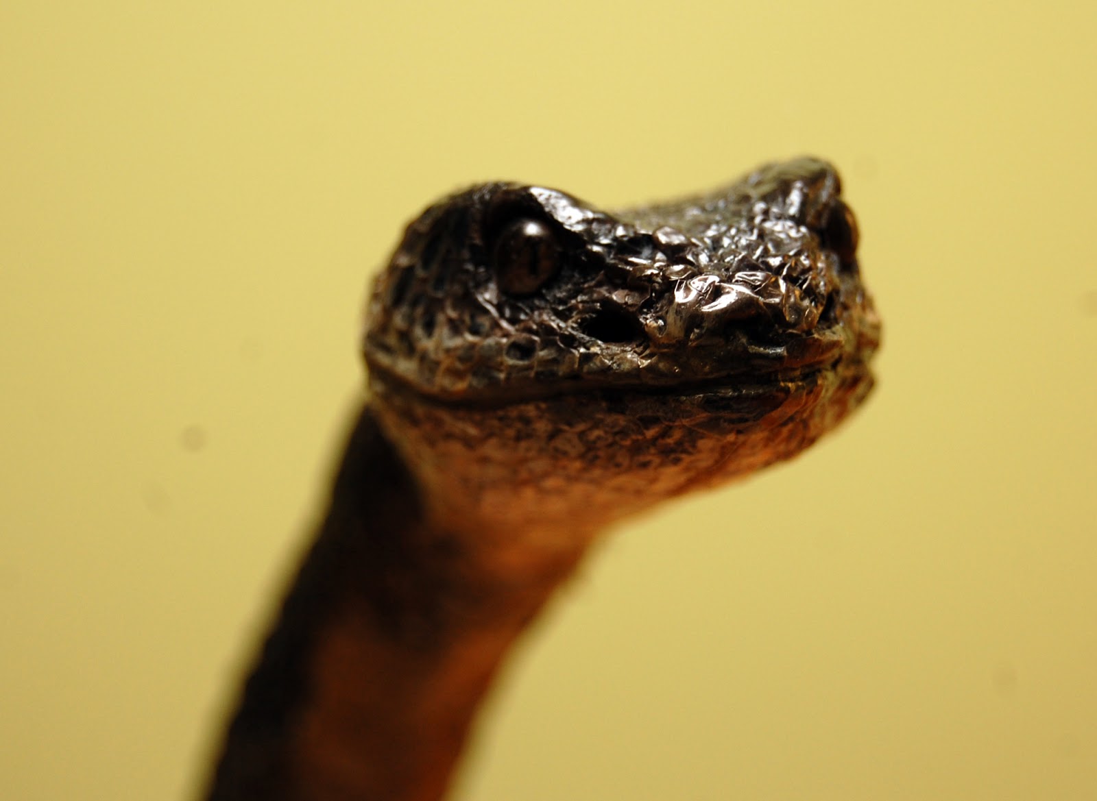 Diamond Tooth Taxidermy