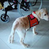 Ο πρώτος σκύλος βοηθός για άτομα με αναπηρία δίπλα στην Ασπασία...