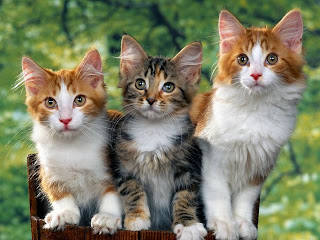 Three cute cat wallpaper HD
