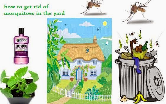 How To Get Rid Of Mosquitoes Your Yard Amid The Mid Year Months You Will Probably Need To Invest A Lot Of Time Outside In Any Case Would Prefer Not Be Troubled By Mosquitoes While