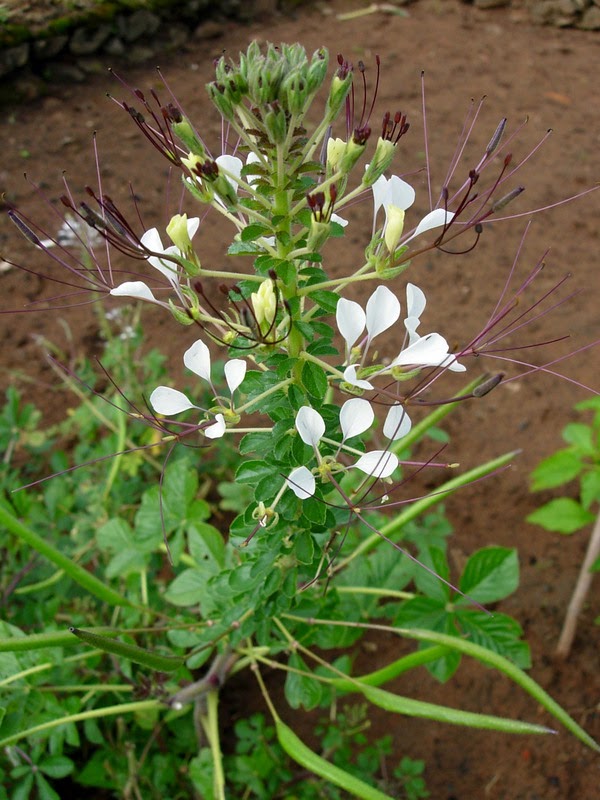 Cleome gynandra நல்வேளை (தைவேளை) Taivelai, nalvelai Herbal Plants