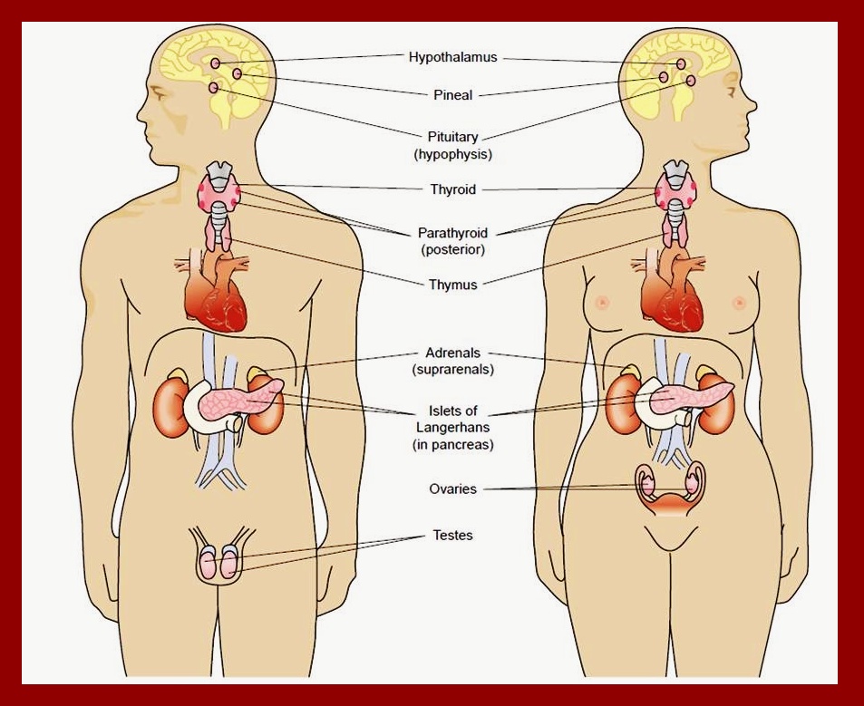SISTEM ENDOKRIN VERTEBRATA Biologi Learn