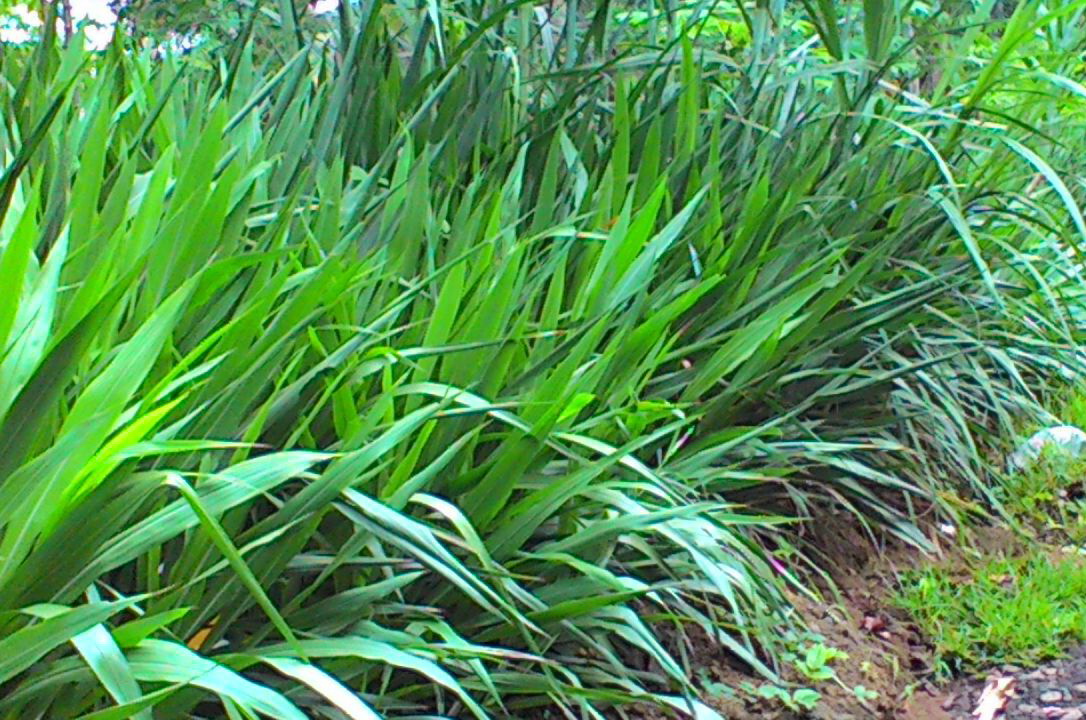 100 Gambar Rumput Gajah Odot Terlihat Keren 100 Gambar Rumput Gajah Odot Terlihat Keren