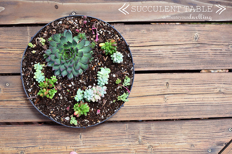 Succulent Table, Delineate Your Dwelling