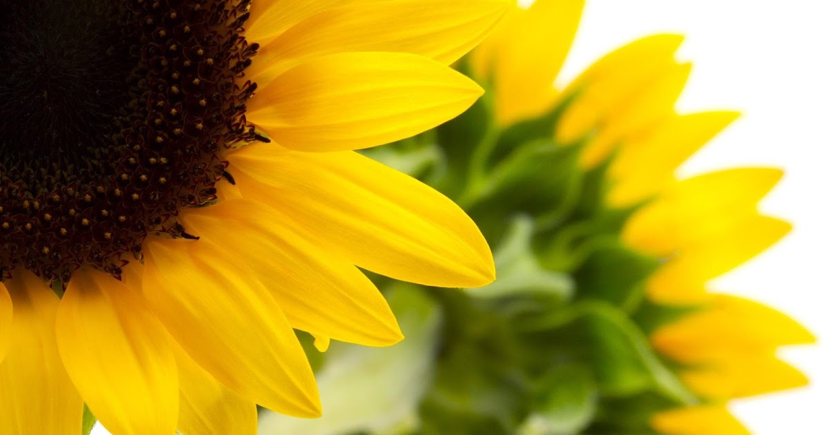 Zoom View Of A Sunflower Easy Pic Download