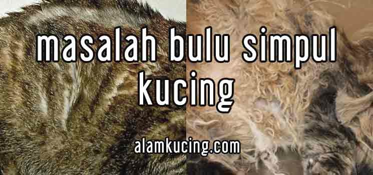 Bulu simpul kucing atau matted fur