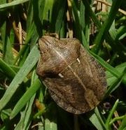 Hemiptera