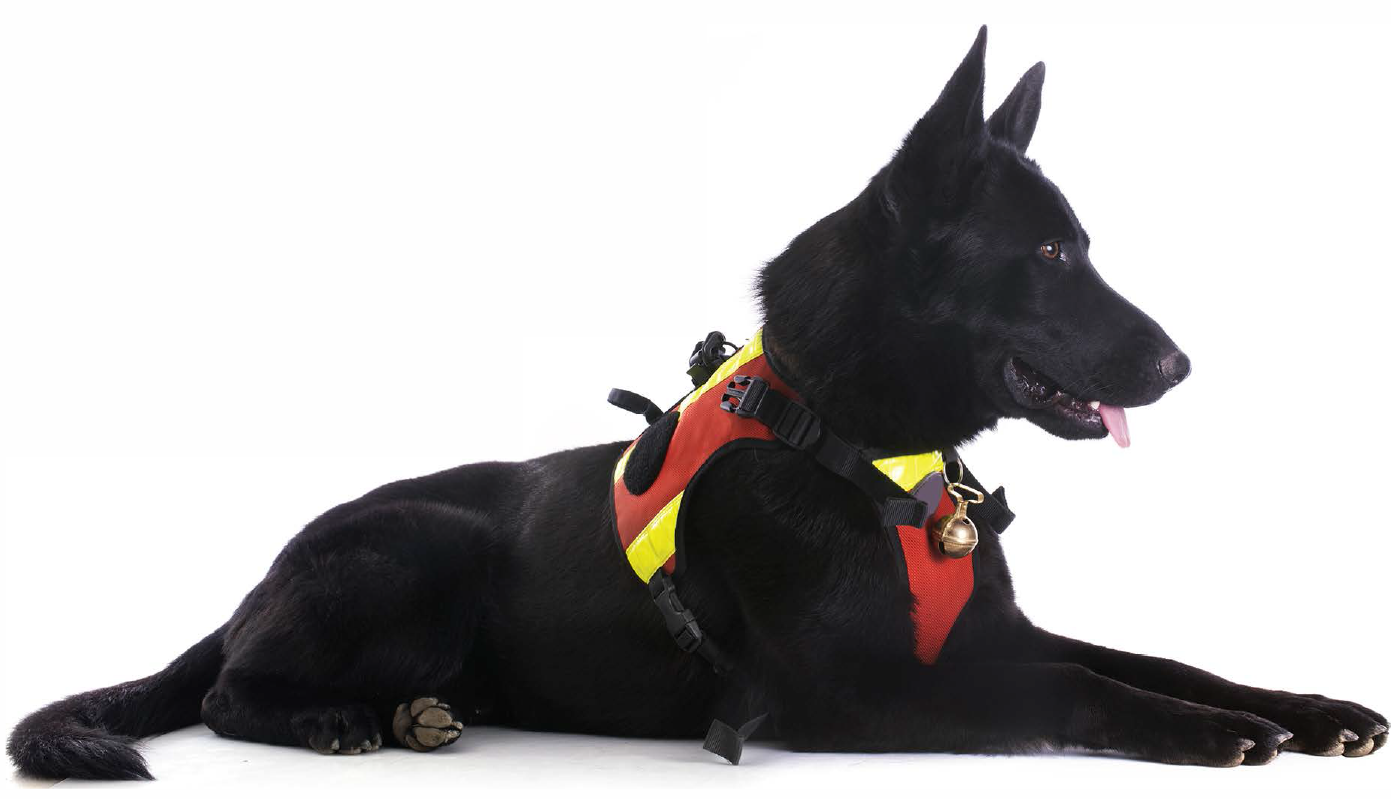 working with dogs calgary city news mingle with the best working dogs in alberta working with dogs calgary city news mingle with the best working dogs in alberta