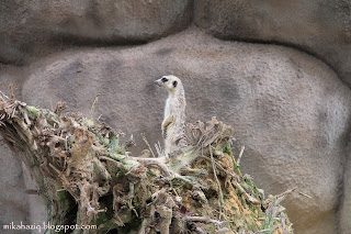 meerkat