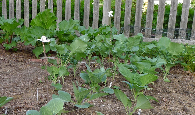 Organic pest control: Cabbage Moth Decoys
