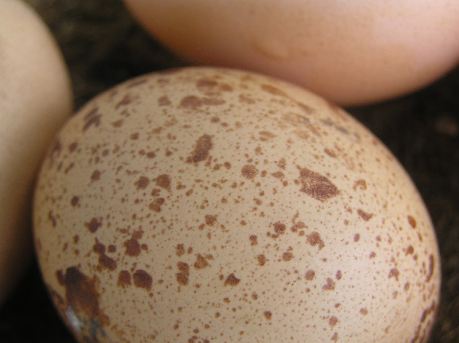 Speckled Eggs