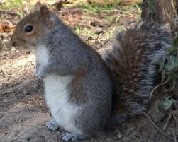 scoiattoli grigi americani