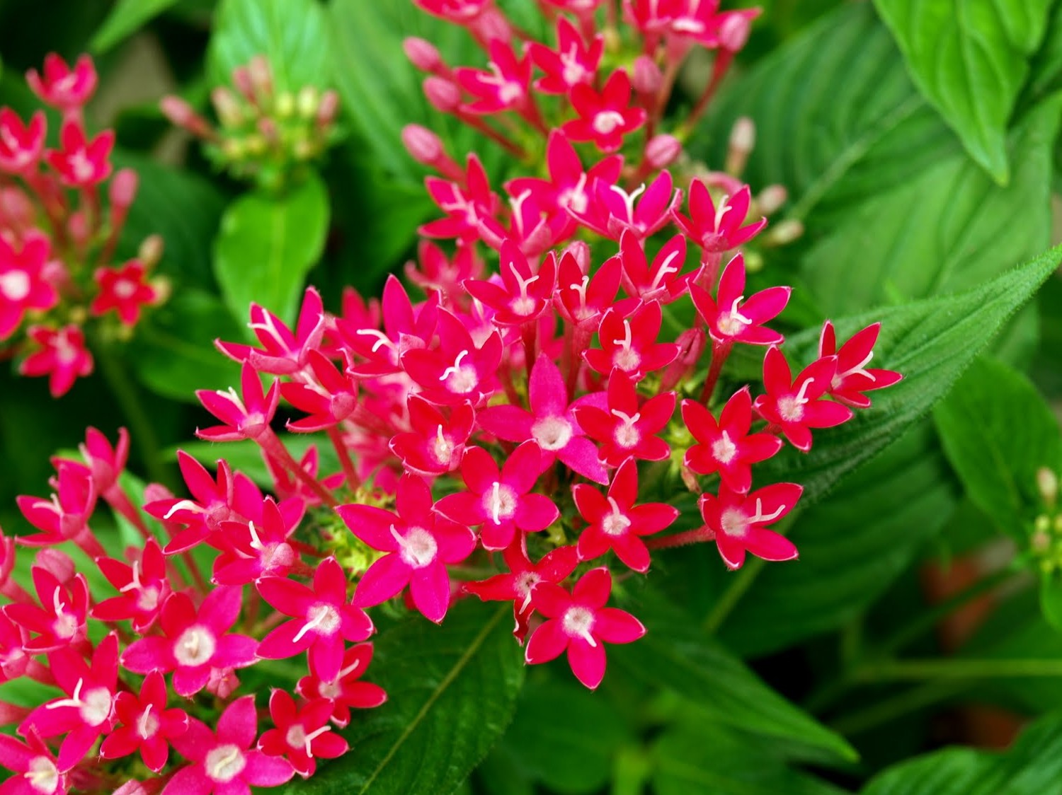 Пентас Цветок Фото – Telegraph