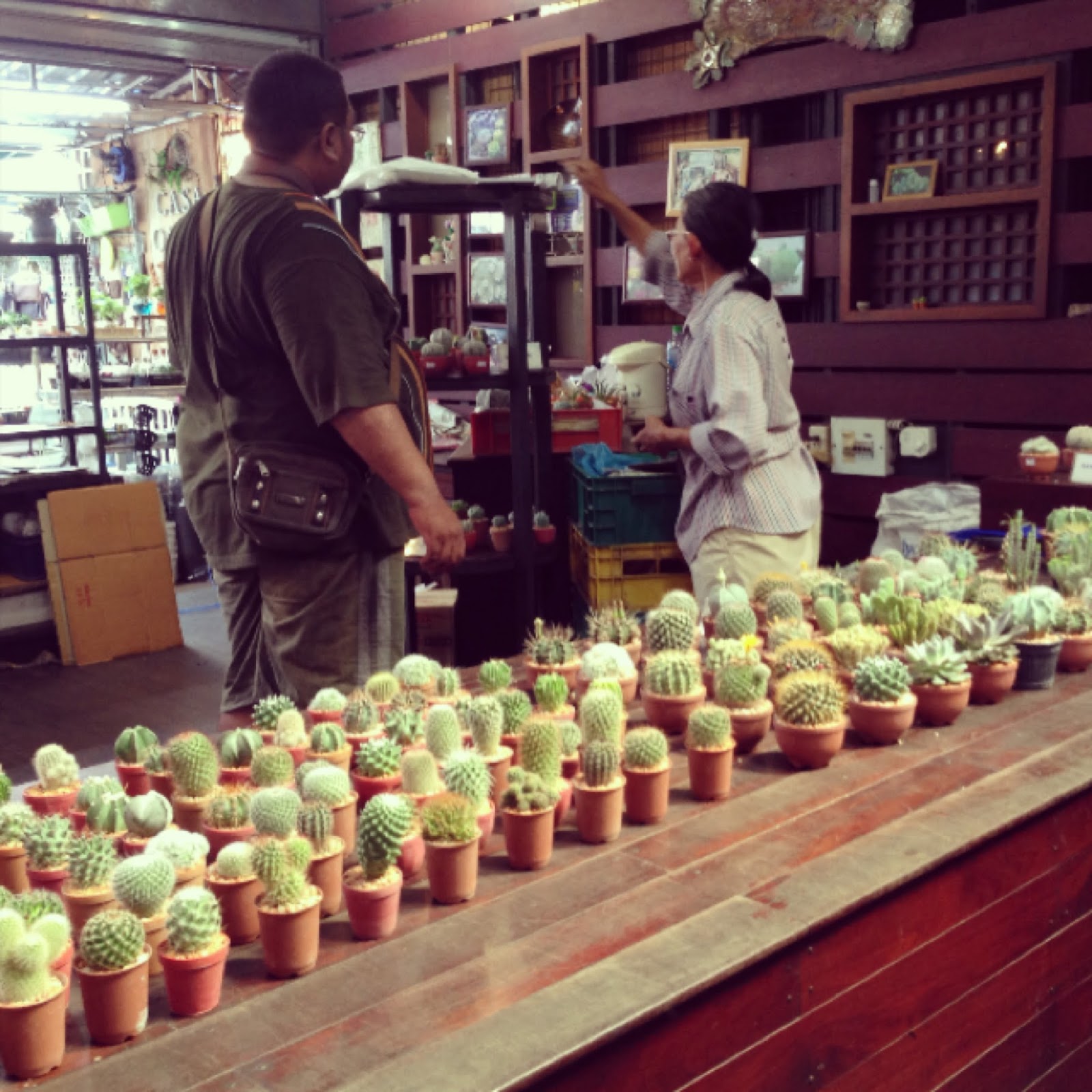 cactus shop chatuchak