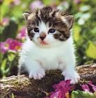 anak kucing gemuk dan imut