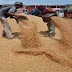 Wheat Procurement surpasses last year’s mark by 5 lakh MT